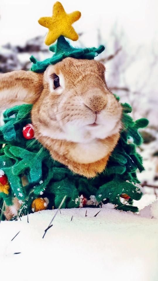 RabbitEveryHour's tweet image. 