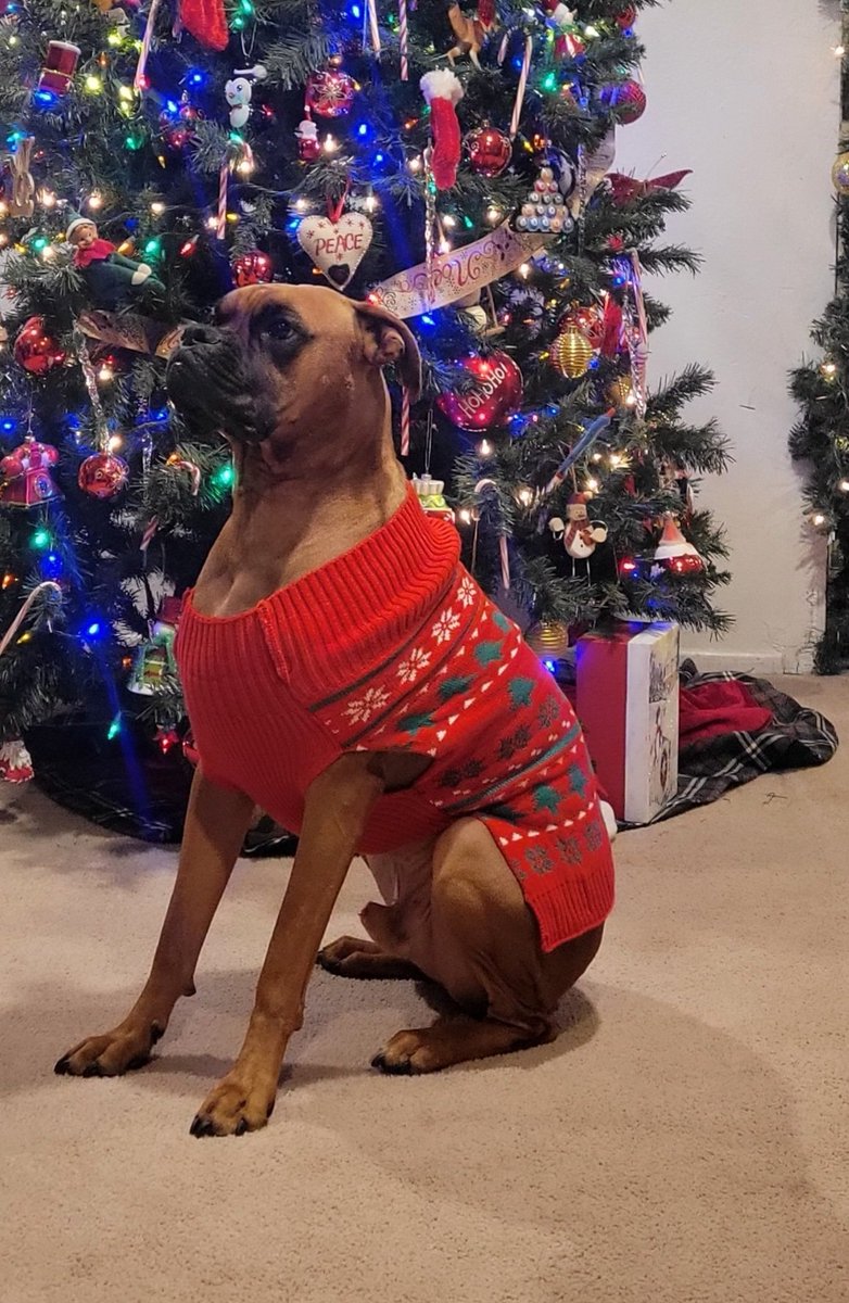 Hoss says Ho Ho  Ho  Merry ( Boxie ) Christmas