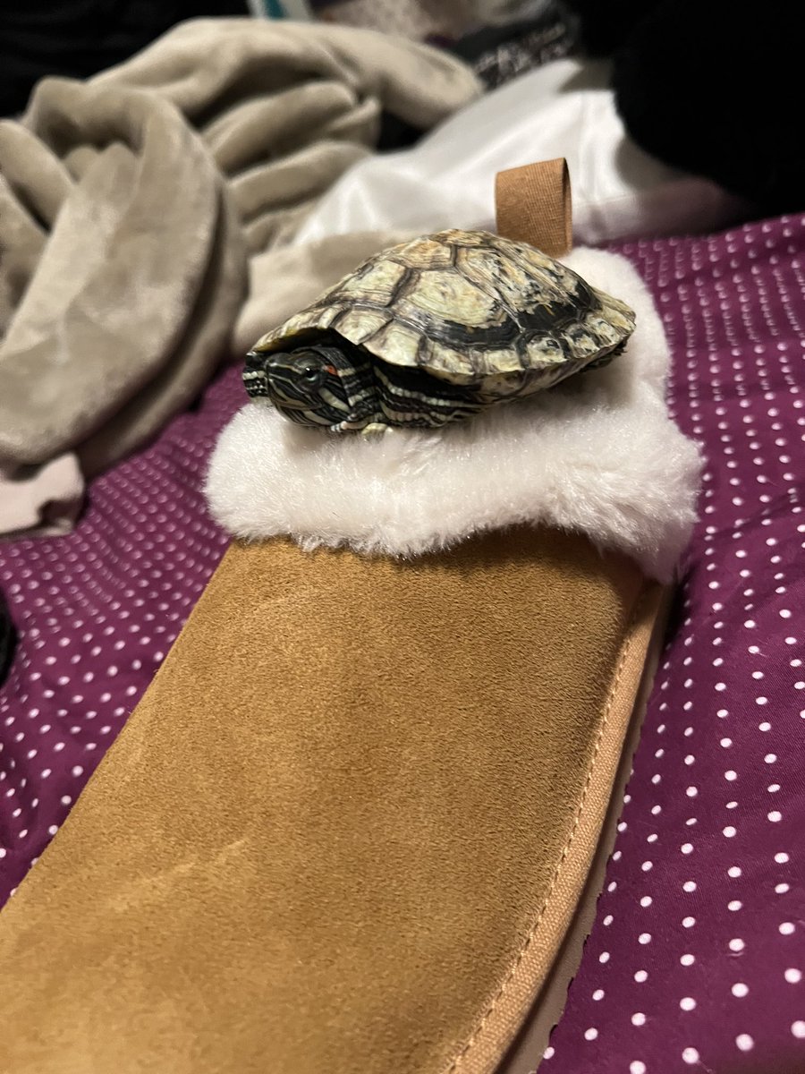 PaulissenR's tweet photo. @gervaisclips @rickygervais I would share it with my turtle Sir Fauntleroy who is enjoying my birthday presents in picture. #turtlelove #sirfauntleroyturtle #sirfauntleroytheturtle
#robinldimension https://t.co/9tdTbZfGkm