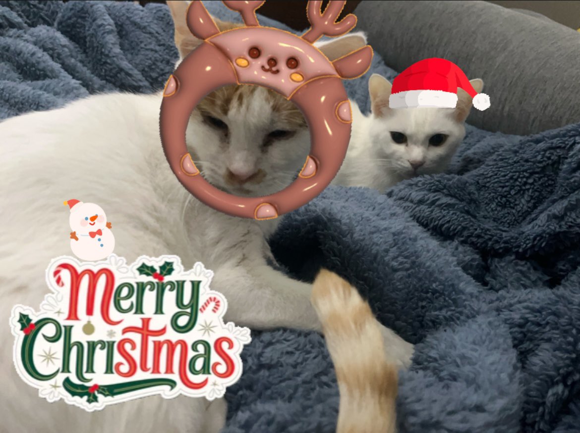 ELLENEKO2's tweet image. ใกใชใผใฏใชในใใน๐
๐๐
#MerryChristmas #็ซ #cat #๊ณ ์์ด