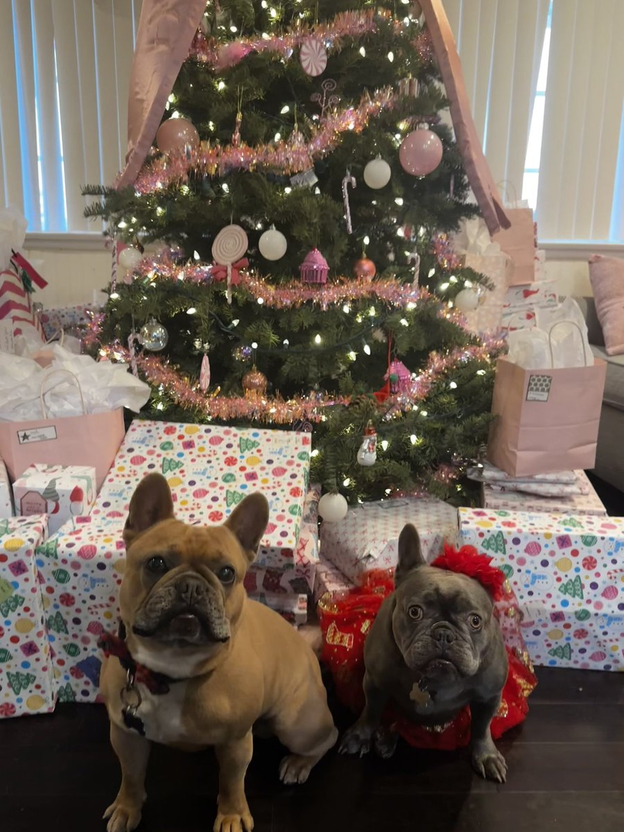 NoAssMcGee 🐶💙🌈🏳️🌈 tweet media