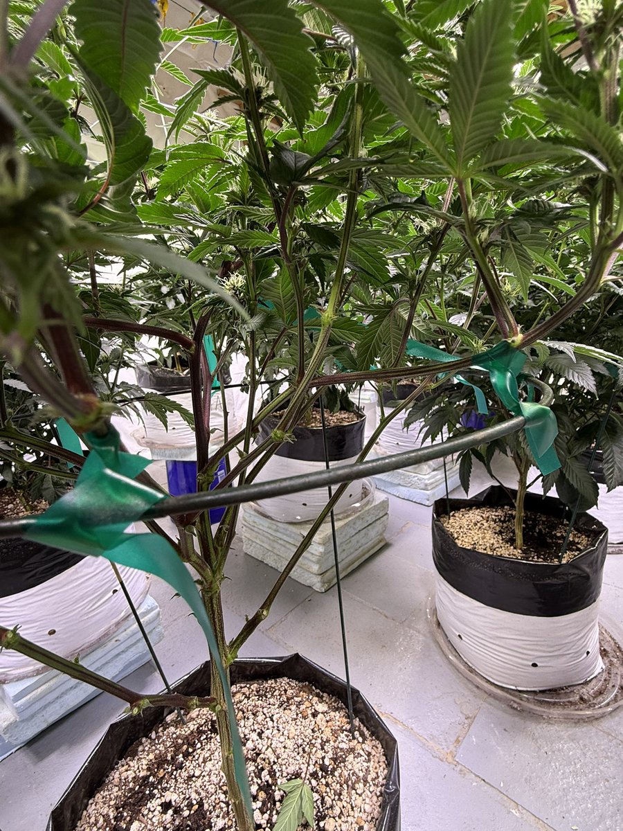jmo22966085's tweet photo. #Day16 #BloomRoom #PlantGuyCO tying down the plants as worked tremendously well and all of those nodes that would just be shaded are now opened up and getting light doing a nice defoliation on the plants today and a nice lollipop. You can see the difference between a plant that has been manicure and the bushy one in the background that has not, but you can pretty much be right over and open the whole plant up. I love these halos they were really well in addition to the netting above.