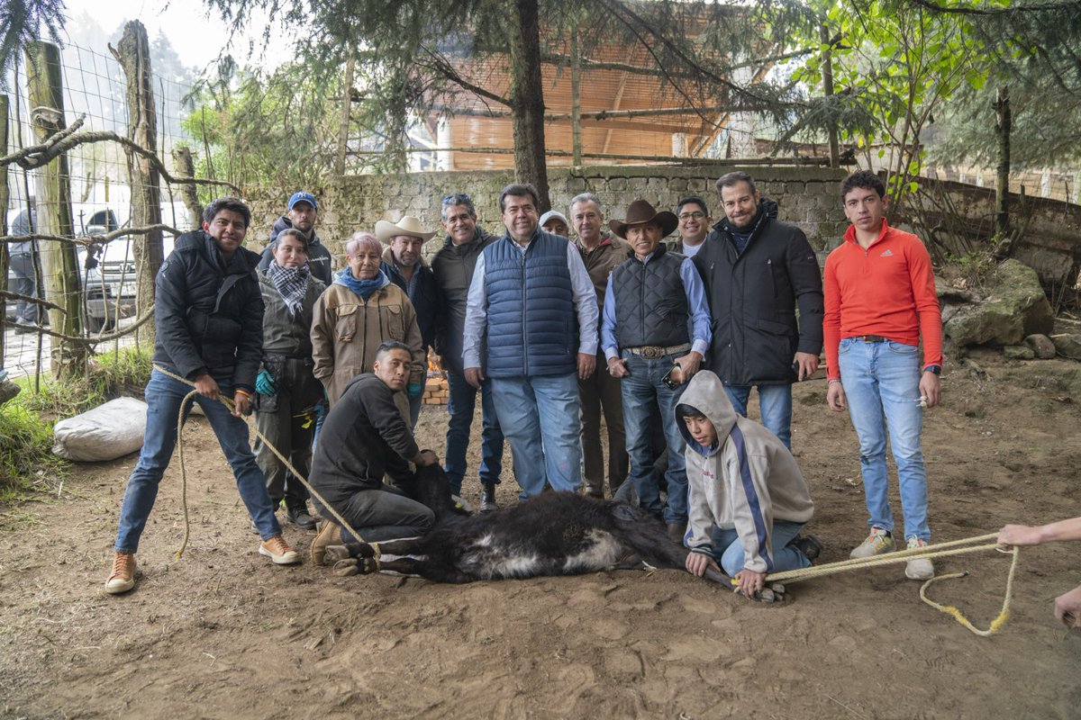 Para poner broche de oro a este 2024 en lo que a sus actividades se refiere, el diputado, líder sindical y empresario taurino, Pedro Haces Barba encabezó en su ganadería un herradero de vacas y machos, así como vacunación, aretado y desparasitación de dichos ejemplares