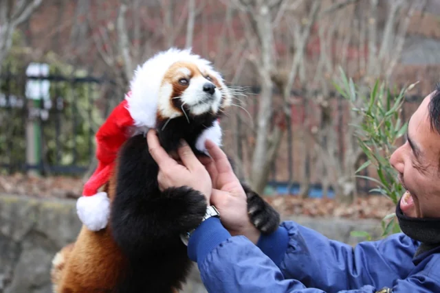 DailyRedPandas's tweet photo. merry christmas!
i hope everyone has lots of apples under their tree! https://t.co/nbBddjExKp