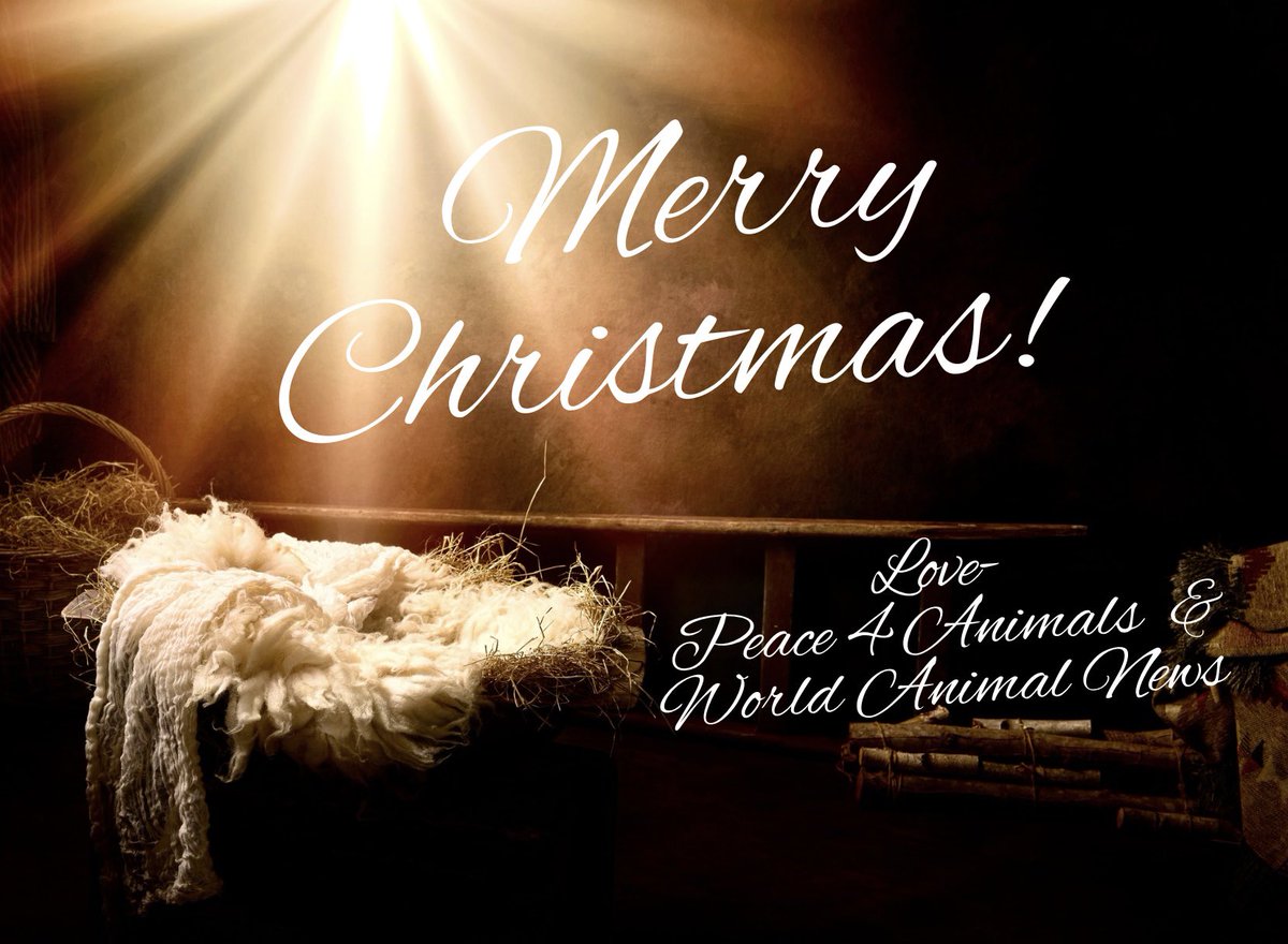 Merry Christmas! 🙏❤️🎄

For unto us a child is born, unto us a son is given: and the government shall be upon his shoulder: and his name shall be called Wonderful, Counseller, The mighty God, The everlasting Father, The Prince of Peace. - Isaiah 9:6 ✝️