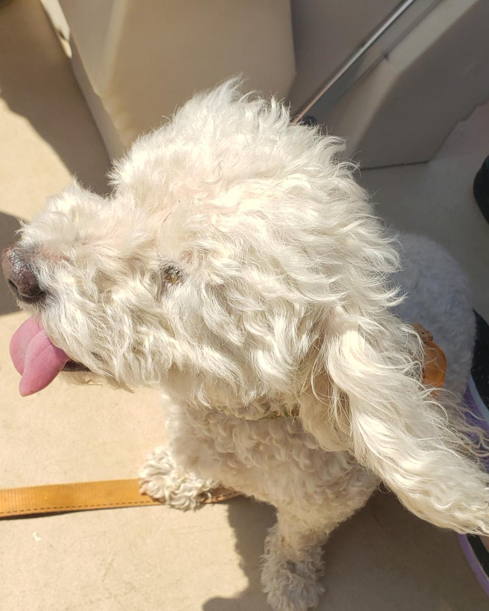 WhiteCuddleBug's tweet image. His eyes look weird