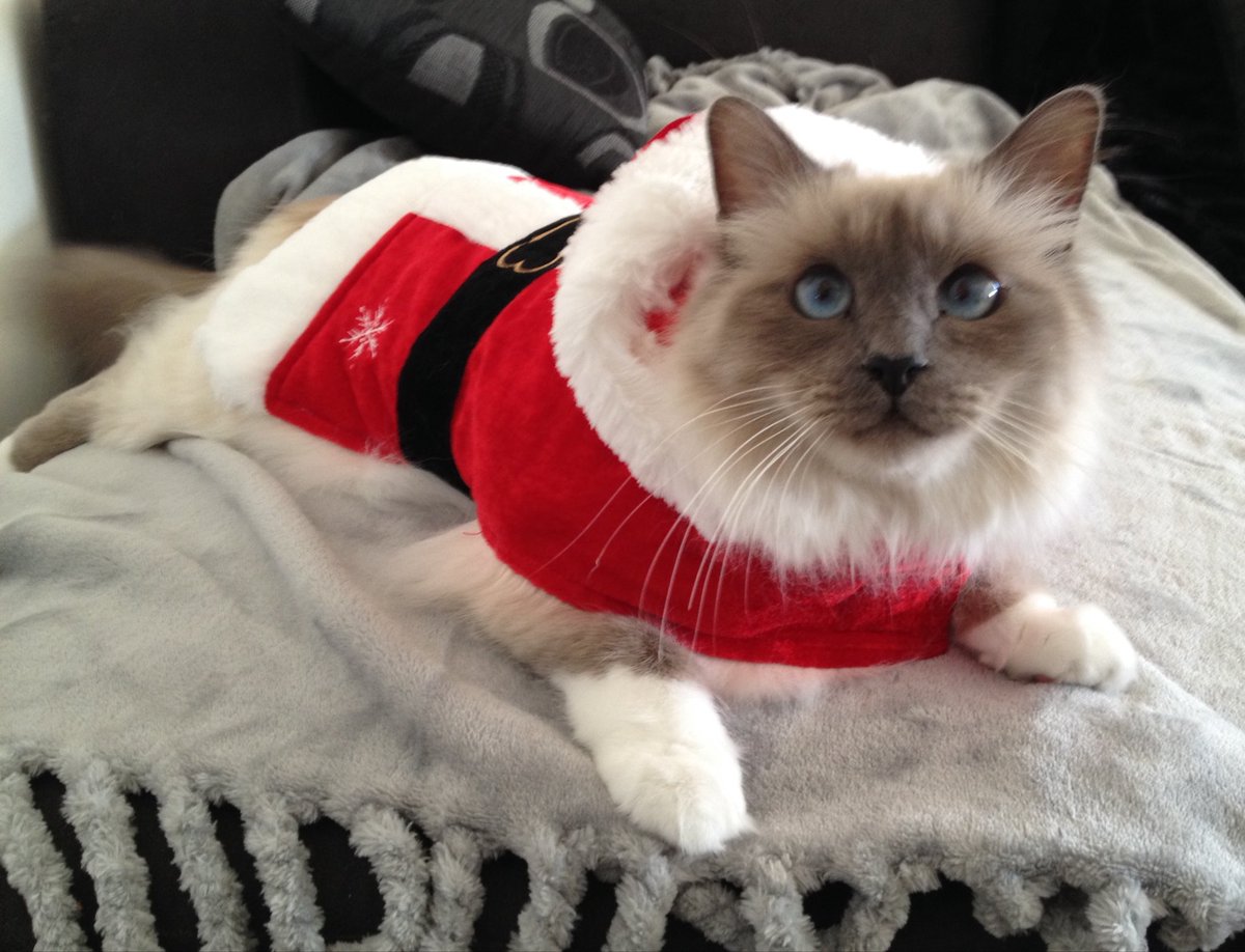 À vous tous, les coupains, et aussi leurs bipèdes préférés, je souhaite un très joyeux Noël !!