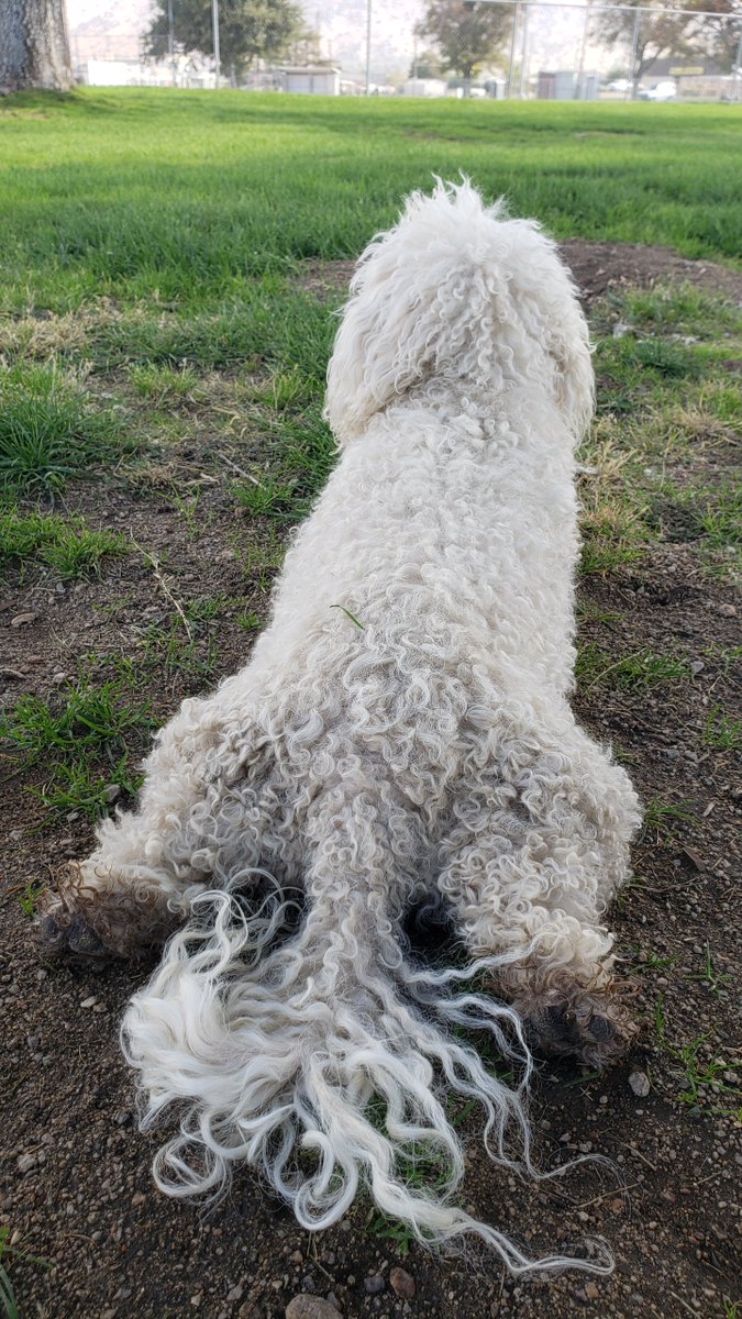 WhiteCuddleBug's tweet image. The way he lays down 😍😍😍