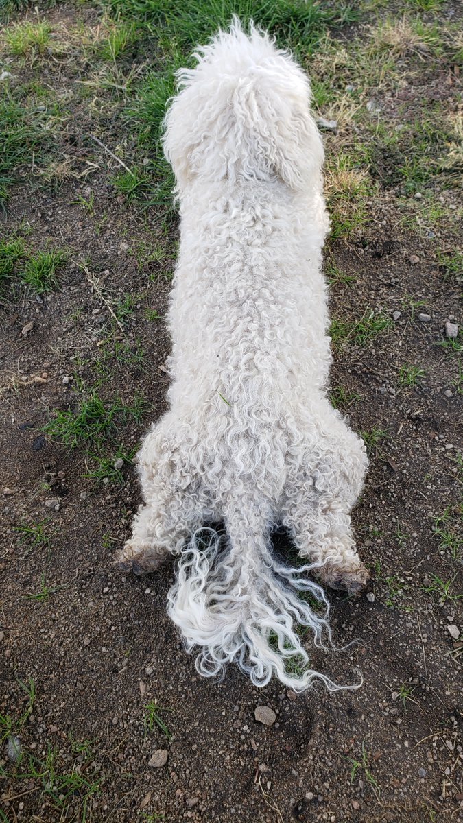 WhiteCuddleBug's tweet image. The way he lays down 😍😍😍