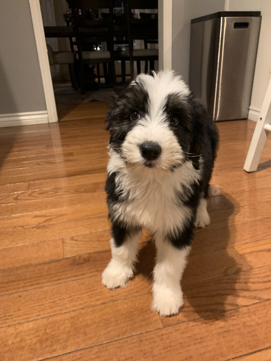 I got another dog wtf