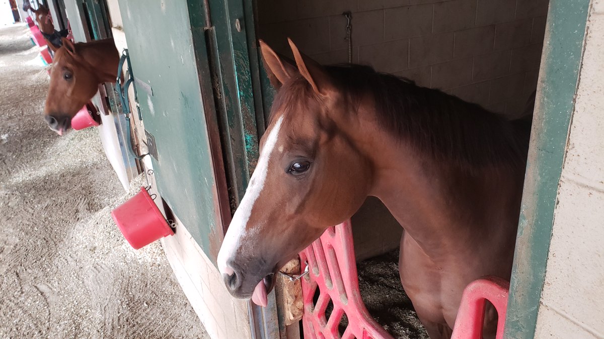 WhiteCuddleBug's tweet image. Aren't they beautiful horses