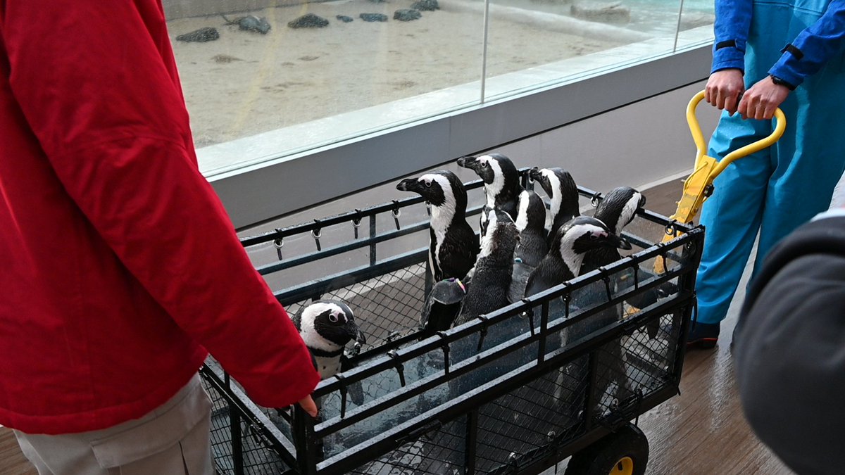 TobbytheRock's tweet photo. ドナドナされるケープペンギンたち
お散歩姿もかわいいけど、カートで運ばれていくのもかわいい🥰 https://t.co/2LhsQePMOm