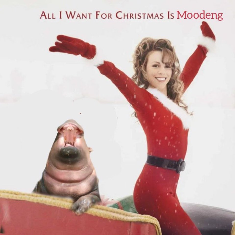 mevdot's tweet photo. All I want for Christmas is Moooooooooo

#Moodeng https://t.co/Ck9WVFH9Gi