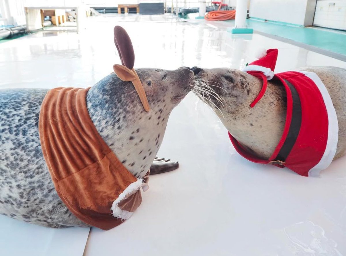 paularambles's tweet image. merry christmas 🦭🦭