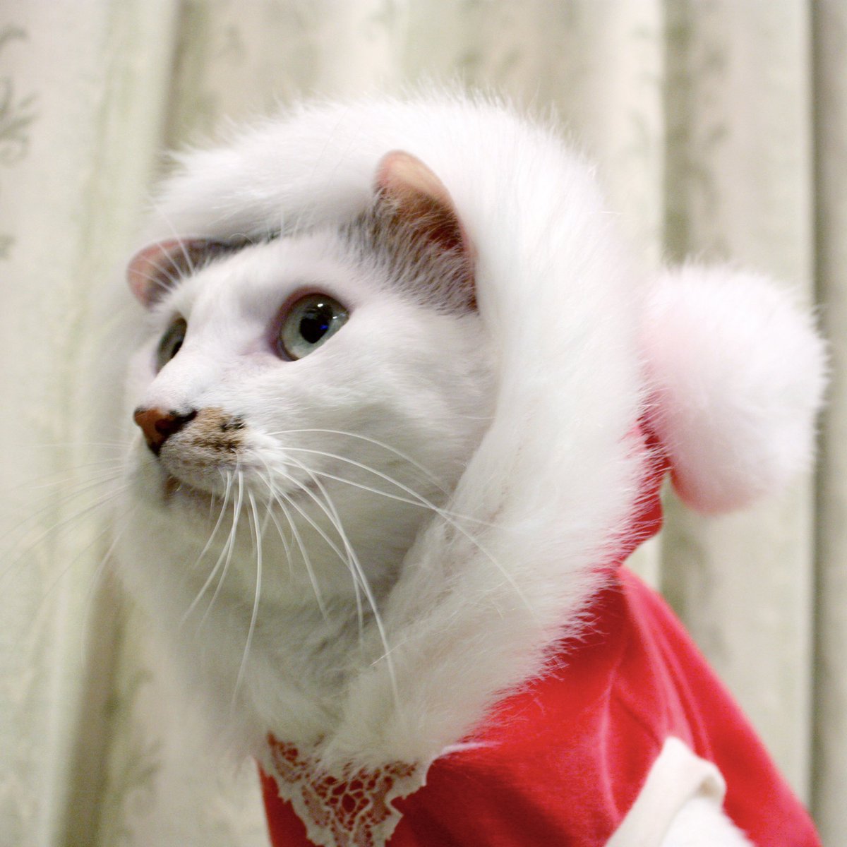 mina_mya's tweet photo. 服と言えばコタ兄貴(笑)
そんなコタ兄貴のクリスマス🎄コレクション(一部ミケたん付)
#cat #猫 #ねこ #ぬこ #コタミケフー #虎太郎 #コタロー #コタ兄貴 #Kotaro #永遠の12歳 #ミケコ #Mikeko #ミケたん #永遠の16歳 #童顔猫 #catstagram #にゃんすたぐらむ
https://t.co/lv2cEIBfnB https://t.co/9WXVq2mhbn
