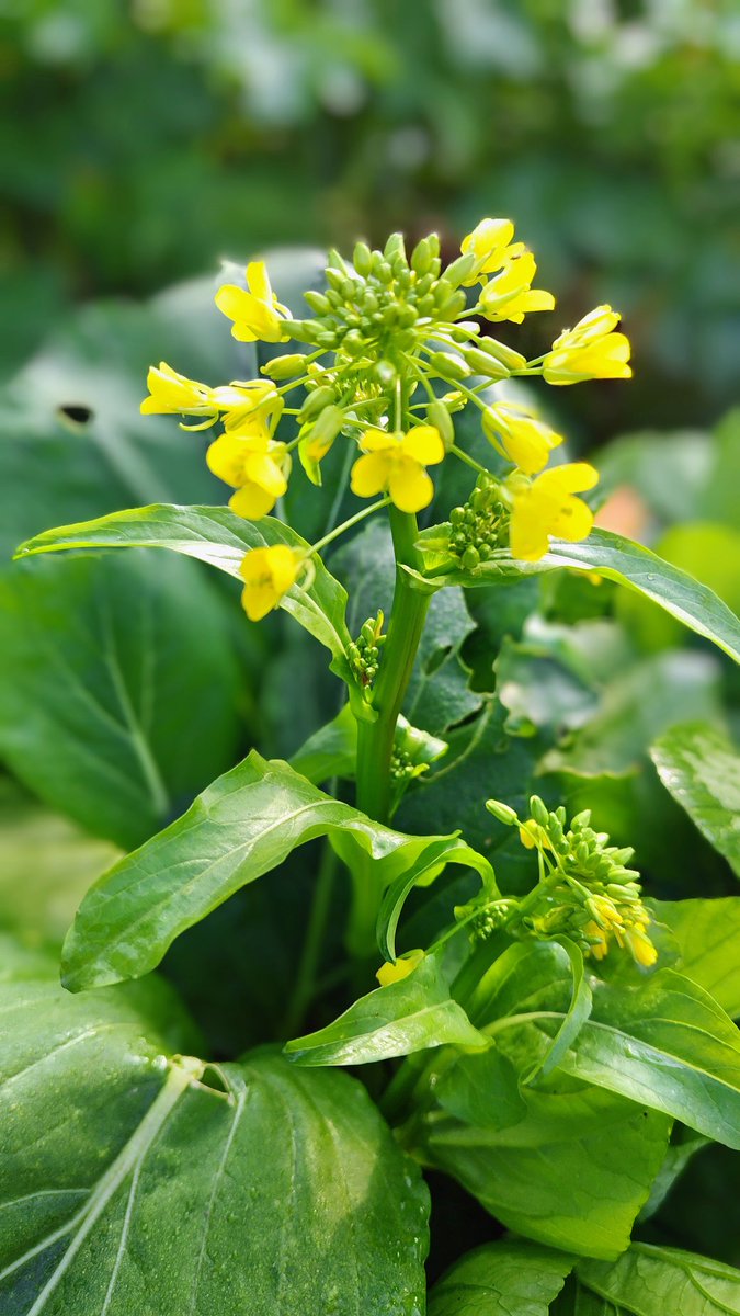 昨日は寒い雪降りでした。今日は冬晴れで、雪も随分とけました。他の方のポストのお写真で「お庭にｱﾌﾞﾗﾅの花が咲いています」の、お写真を拝見しました。北国の、うちの庭にも、冬の今ｱﾌﾞﾗﾅが咲いていて、地域は違っても、今年は本当に植物がいつもと違うと思います。