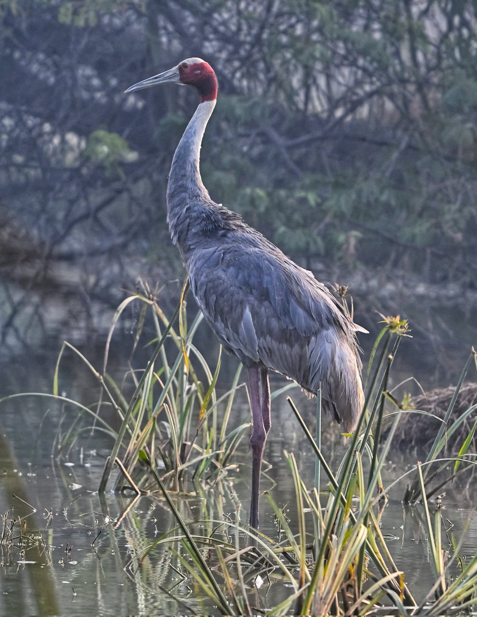 pssudaykiran's tweet photo. The tallest flying bird in the world - Sarus Crane

&amp; they stay together for life! 

#IndiAves #dailypic #ThePhotoHour #nature #nikonphotography #natgeoindia #BBCWildlifePOTD #birds #birding #BirdsSeenIn2024 #TwitterNatureCommunity #birdphotography #hobby @IndiAves @ThePhotoHour https://t.co/lE9w4MBp95
