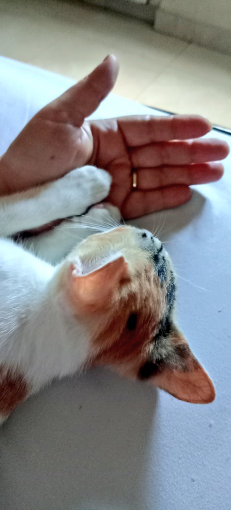 Lucy Córdoba 🇵🇦 tweet media