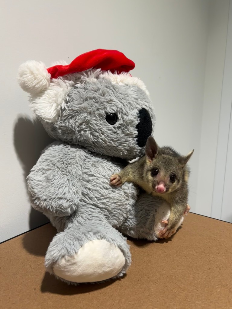 Merry Christmas🎄🎄

Meet Pavlova the Orphaned Brushtail Possum!
She too is feeling the Christmas spirit with her teddy.

If you would like to help out this festive season please click the link below
⬇️⬇️
portstephenskoalas.com.au