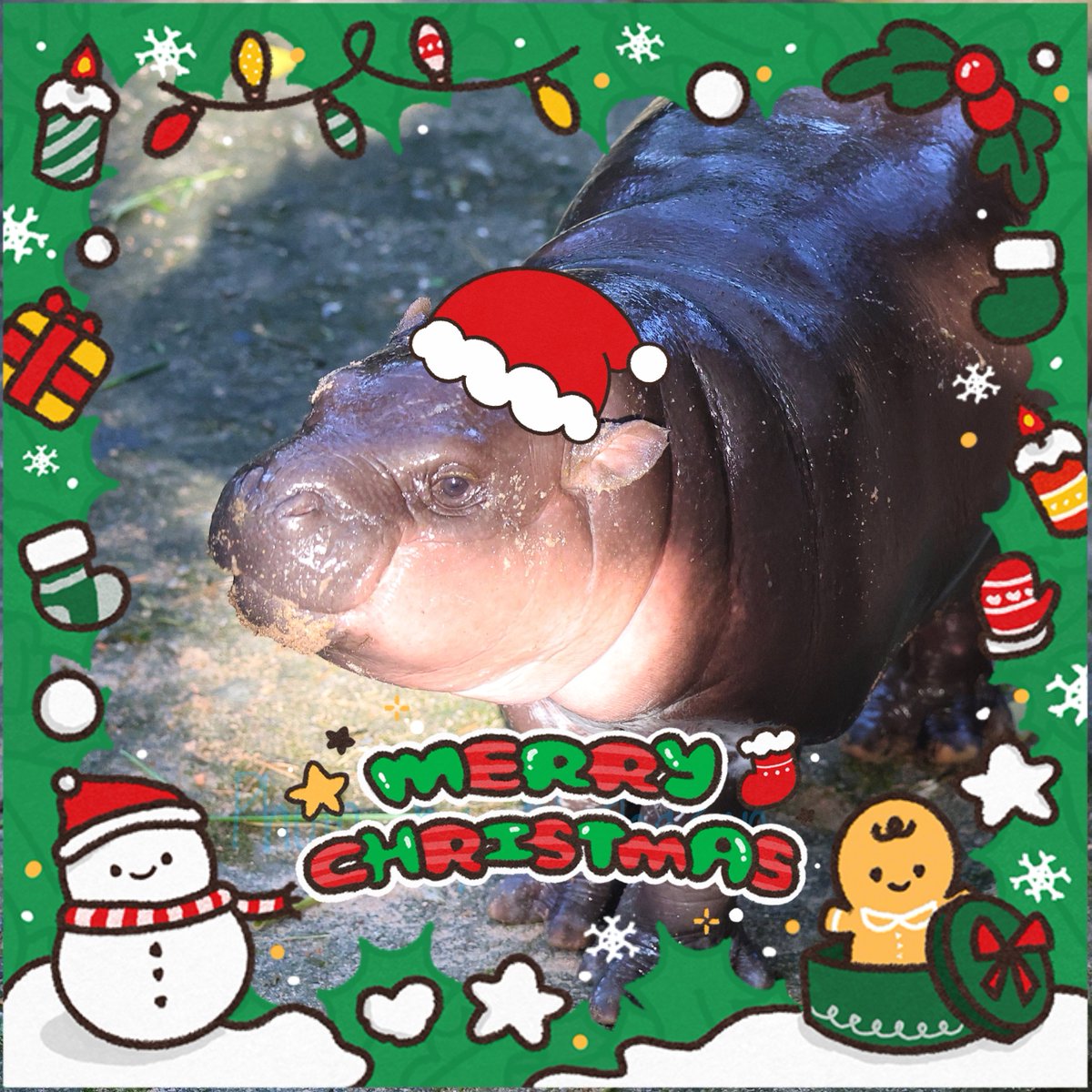 Happy Christmas 🎄🎁

#moodeng