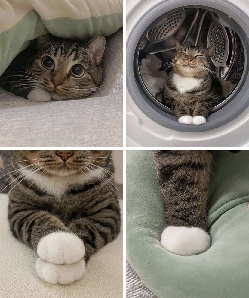 Punch Cat tweet media