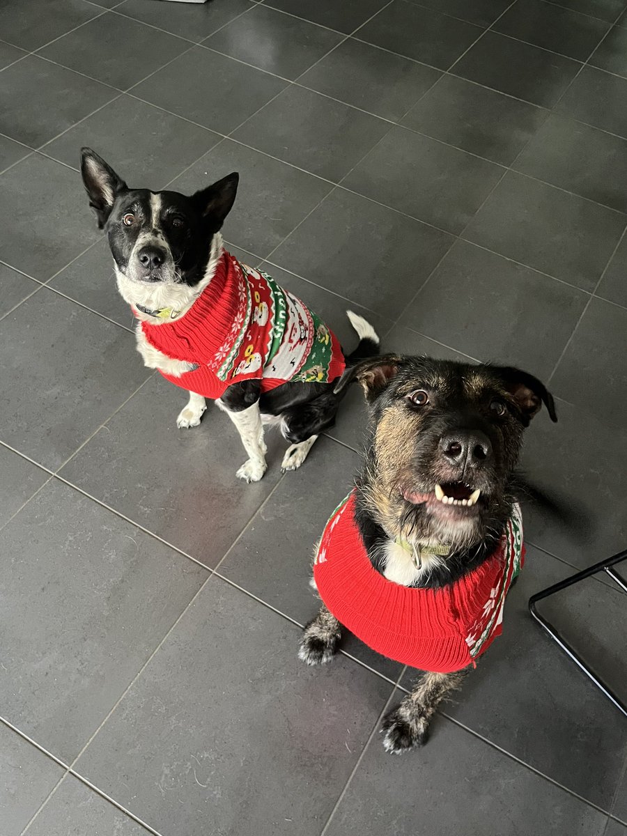 Merry Christmas 🎄 
(Photo/alert eyes and ears credit to the treat waving about above my head in my other half’s hands)