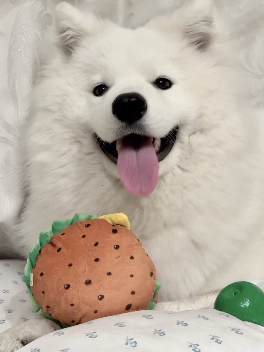 サモエド マツコの知らない世界でサモエド特集やってたらしい！！ そう