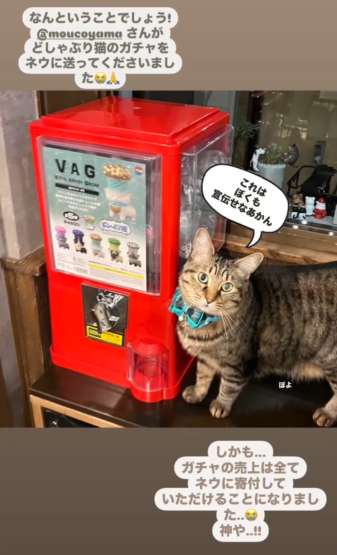もうこやま　どしゃぶり猫 Amazon | もうこやま どしゃぶり猫 どしゃぶり白猫 project1/6