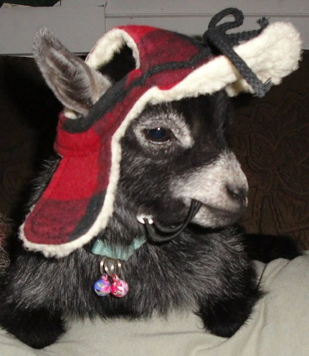 Desti intento comerse su ropa 4 veces pero alfin logre sacarle 1 foto