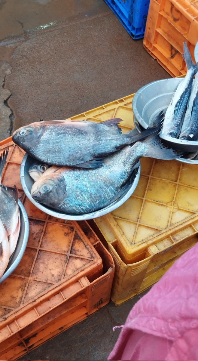 Ranjana33696815's tweet image. Christmas special 😍😍😍