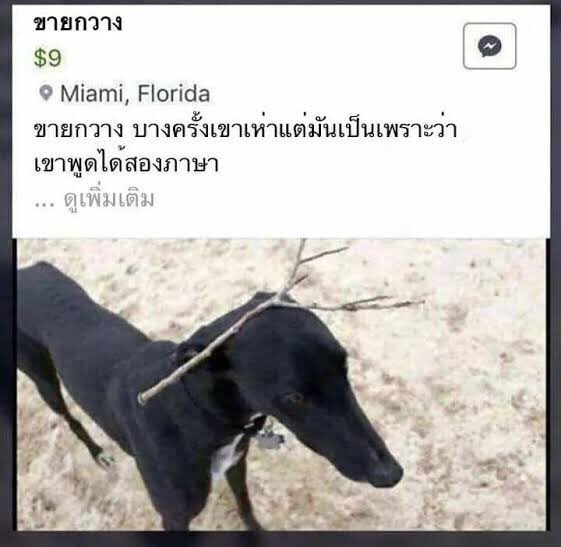 บอทแขกพ่อน้องพิกกาเลต(ไม่ต่อss2) tweet media