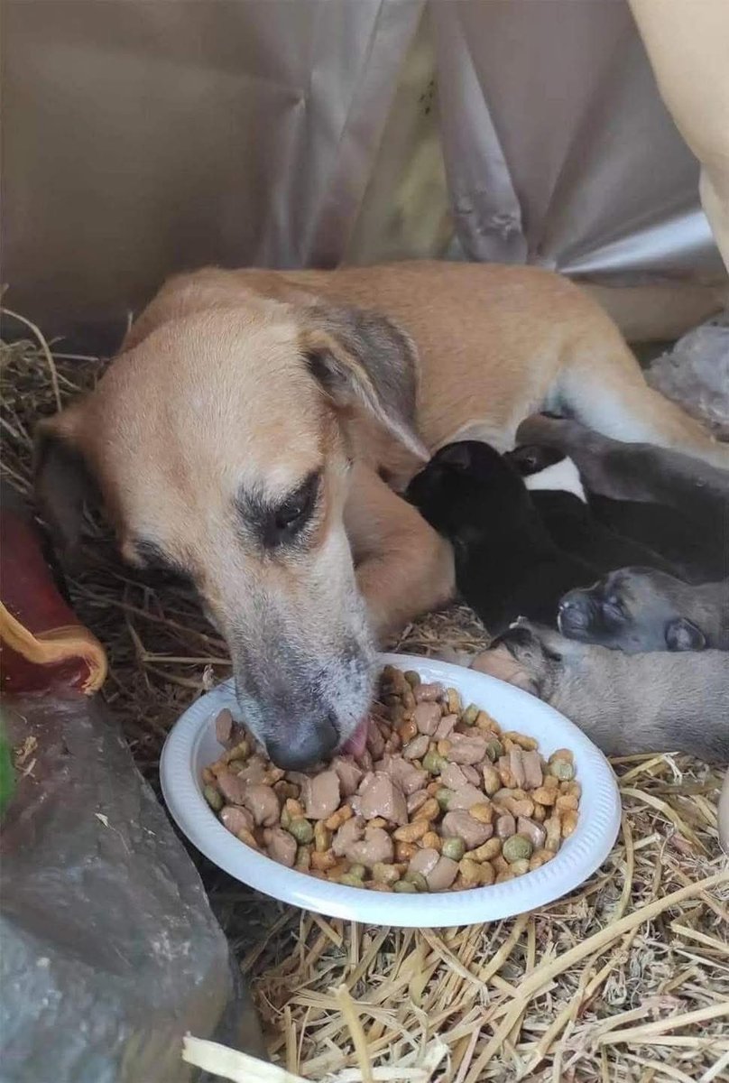 Se adelantó la #Navidad 

En medio de las figuras representativas de un nacimiento, una perrita en situación de calle, buscó un lugar caliente para poder dar a luz a sus cachorros.

En el pesebre de navidad se podía ver acurrucada a la perrita junto con sus 6 cachorros, que se