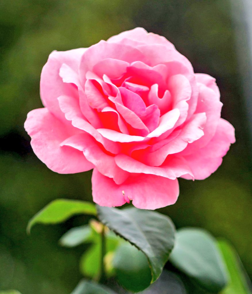 Good Day My Beautiful Viewers♥️

Start Your Day with positivity 😊,
🦋_ Think Positive 
🦋_ Speak Positive 
🦋_ Stay Positive 

______________________❤️😊🌹🪷