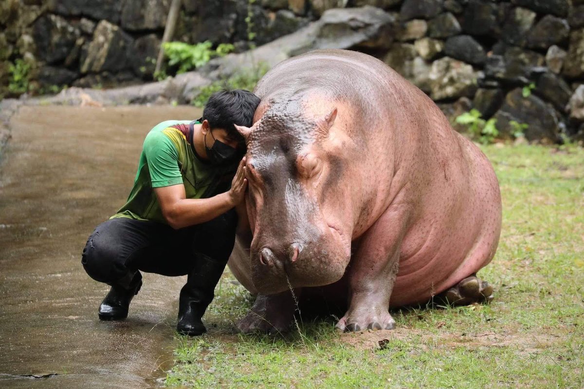 and_khamoo's tweet photo. ฮิปโปโปเตมัสเป็นสัตว์ดุร้าย เข้าใกล้ได้เฉพาะผู้ดูแล

#hippo #PygmyHippo #ขาหมูแอนด์เดอะแก๊ง #หมูเด้งจะเด้งกี่โมง #Moodeng #พี่ขาหมู #สวนสัตว์แปลกเขาเขียว https://t.co/IRDjGJUi2h