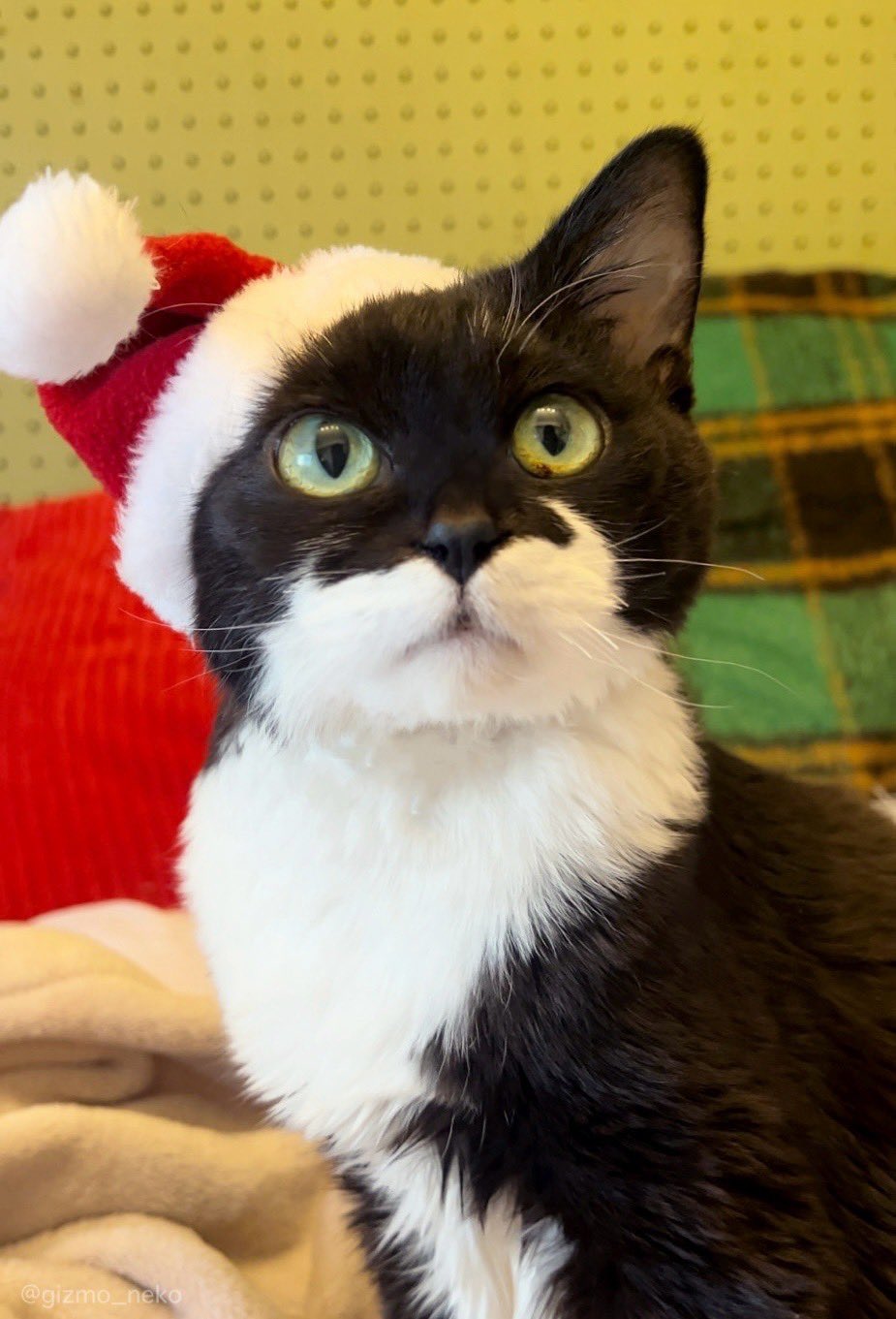 ギズモさん (@gizmo_neko) / X