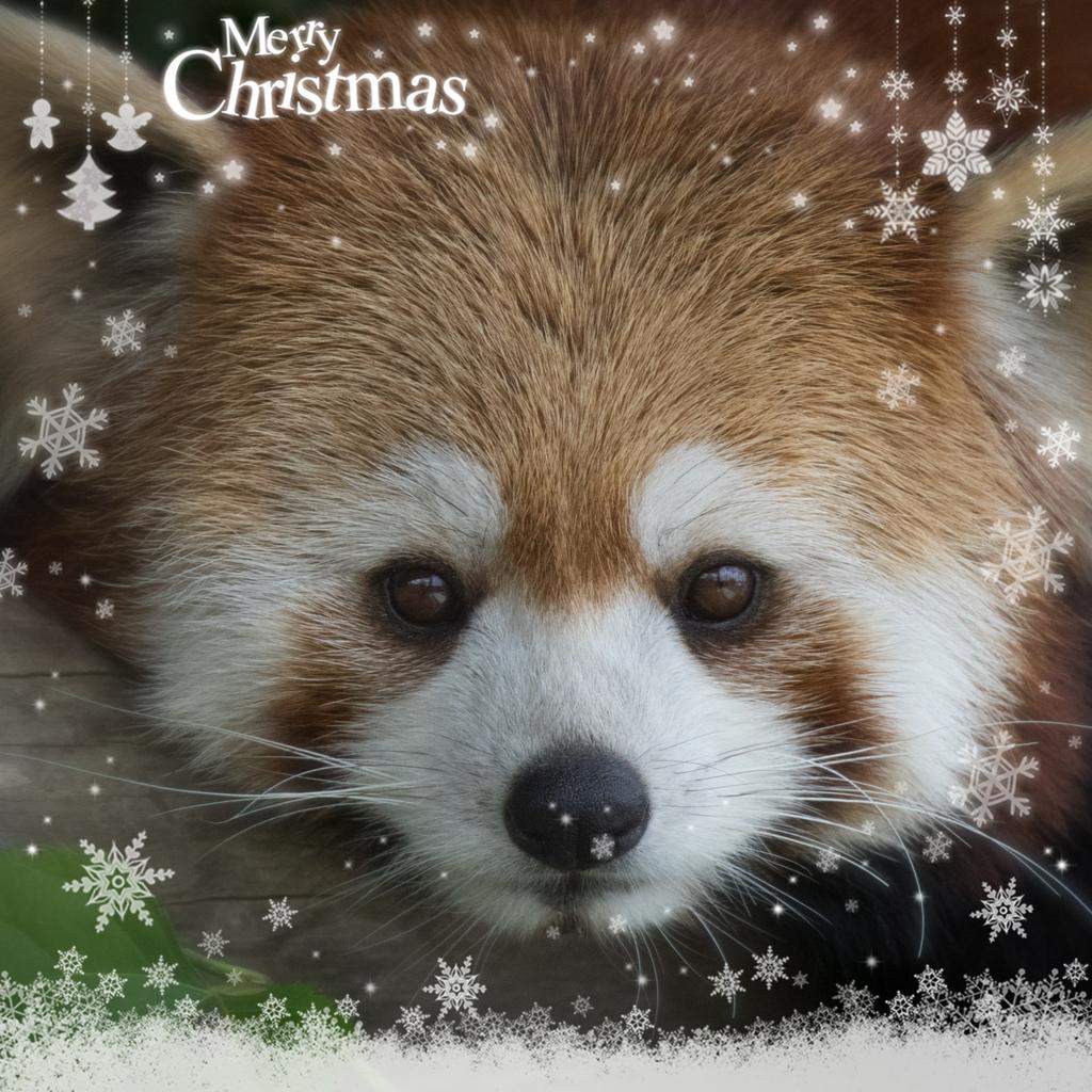 hidehaya_biei's tweet photo. メリークリスマス🎄
#ランファ #ムーランの姉 #めんこい #癒やし　
#もふもふ #レッサーパンダ #東北サファリパーク
#redpanda #redpandanation #redpandaphotography #redpandanetwork  #zoologicalmuseum #赤パンダ　#動物写真　#小熊猫　#絶滅危惧種　#東北サファリパークに会いに行こう https://t.co/JNmmhSd8qc