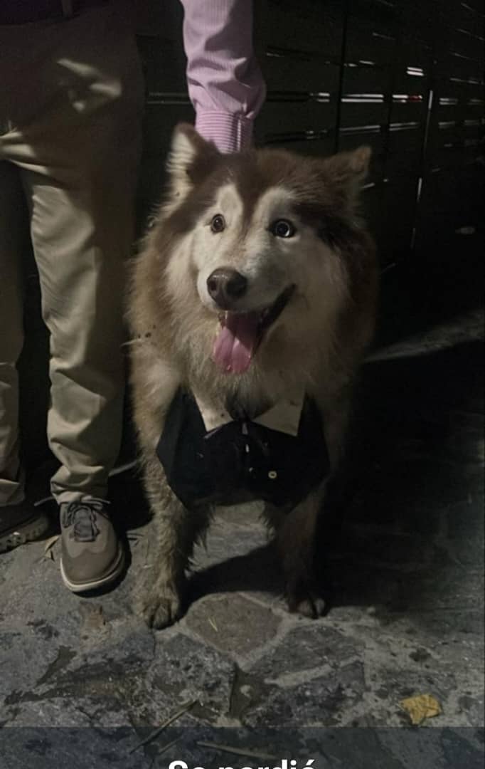 ReyDavila27's tweet image. Encontrado en Alto Hatillo. Se busca a sus dueños.  Esta resguardadi. 04143037579