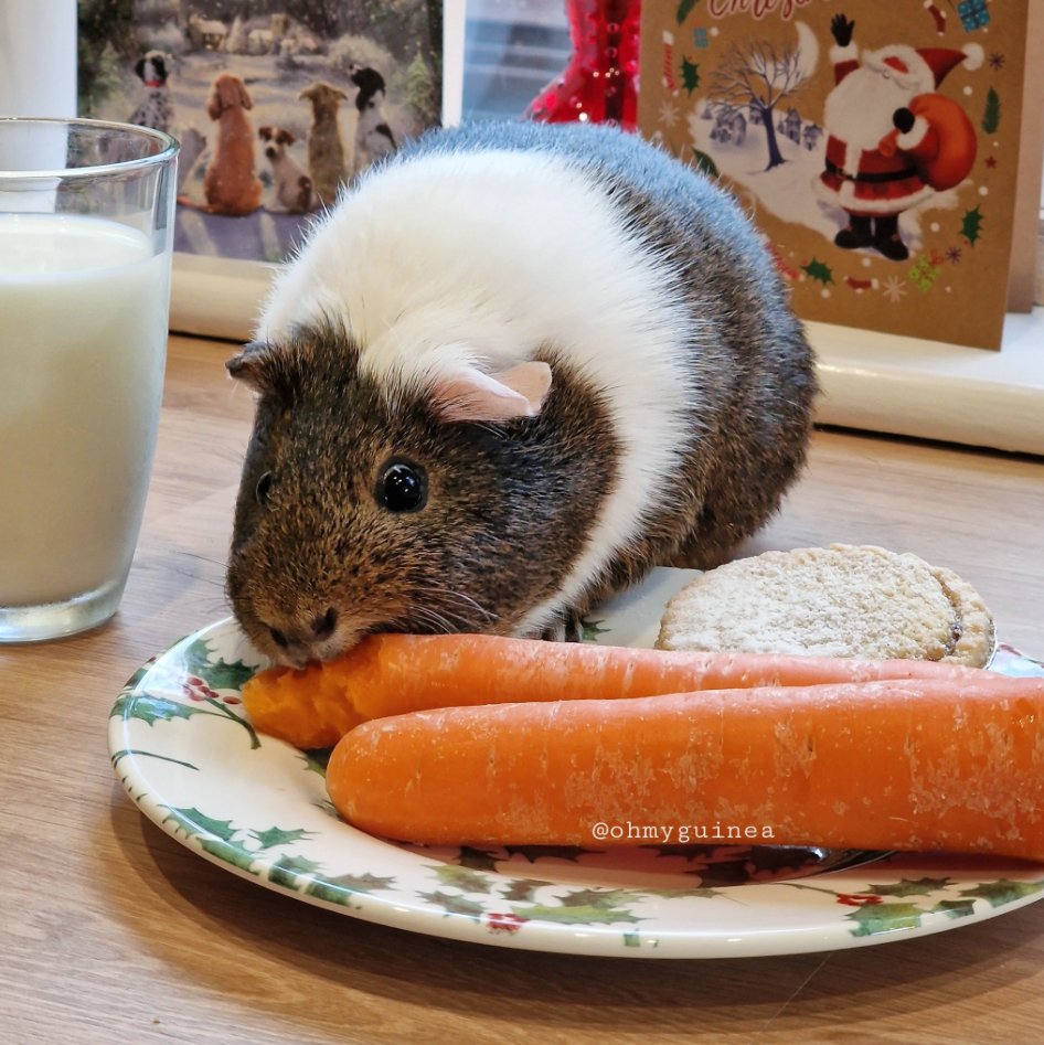 It's really important to taste-test all your carrots for Santa's reindeer first  Ohmyguinea
