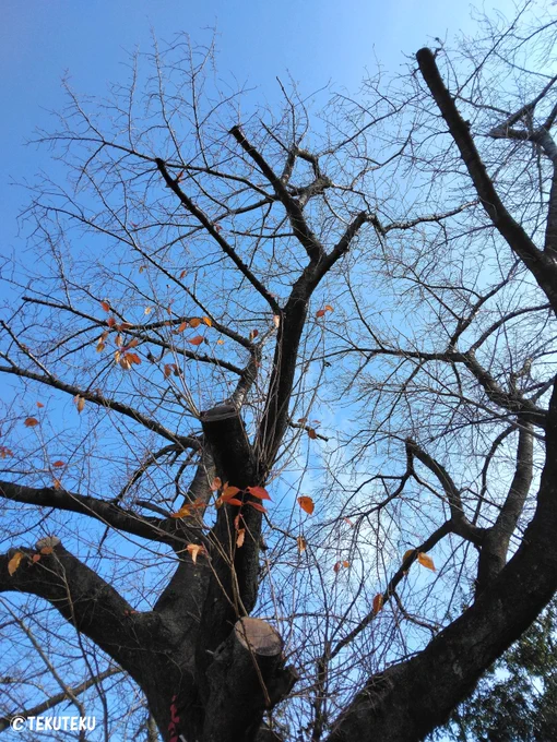 てくてく写真・今日の大島桜と青空 #空写真 #キリトリセカイ #photography 