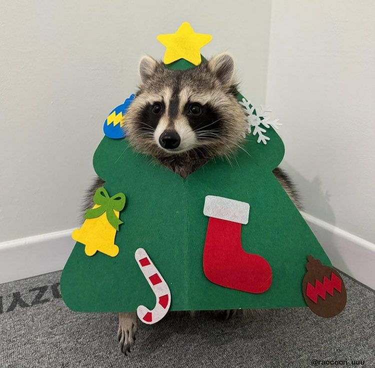 너부리트리예요.
바깥에 크고 멋진 트리와는 다르게 허접해요.
빛나는 별 대신 종이쪼가리 별, 선물을 넣을 수도 없는 양말에 울리지 않는 종. 먹을 수 없는 사탕이 말이나 되나요?
하지만요, 반짝이지않아도 나는 집에서도 볼 수 있고 자리차지도 하지않고..
크리스마스가 지나도 당신의 옆에 있어요.