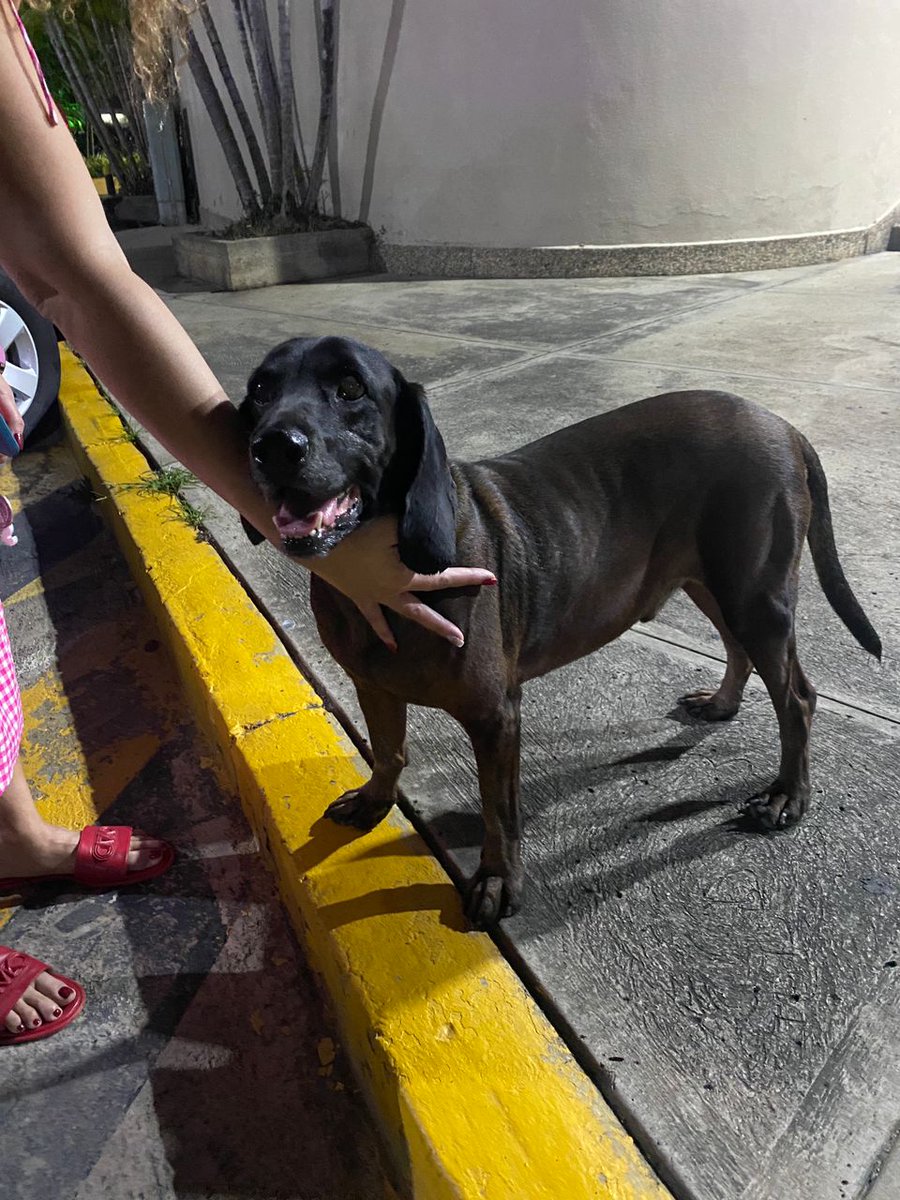 infomacaracuay's tweet photo. Este perrito  está extraviado en la calle napoleonAn Principal de #Macaracuay. #25dicembre
 12:30 am Si pueden por favor divulgar en los otros grupos de la urbanización para encontrar su familia #perroPerdido @PerroUsuario @PerritosVzla @GAMascotas @AdoptaMascotaVE https://t.co/OfWSEv0QWb