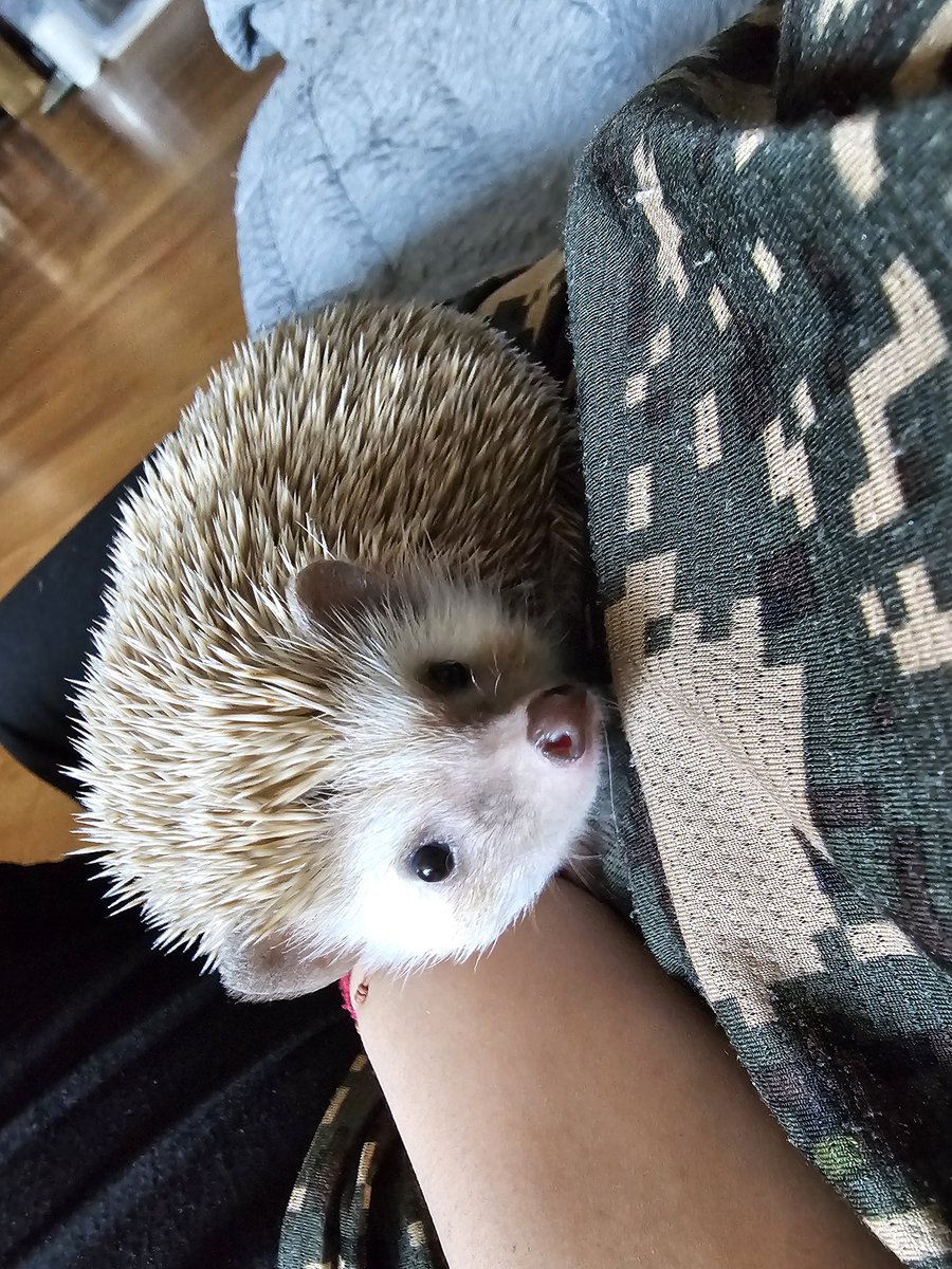 크리스마스에디션 보리