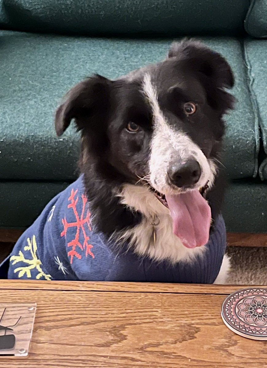 WilmaBenton19's tweet photo. We are SO PROUD of Nash! He used to always hide from other people. We’ve worked a lot on socialization - and tonight he was having a great time at dinner. He interacted with everyone! 
#dogsofx #dogsoftwitter #bordercollie https://t.co/O7puyBgSMP