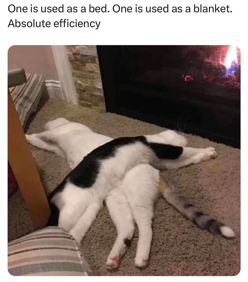 Punch Cat tweet media