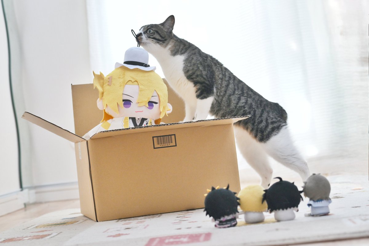 Wu_cub's tweet photo. ねこちゃんも写真に写りたい https://t.co/rHYYFsGwlY