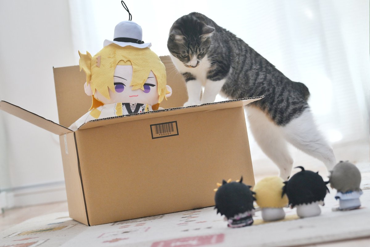 Wu_cub's tweet photo. ねこちゃんも写真に写りたい https://t.co/rHYYFsGwlY
