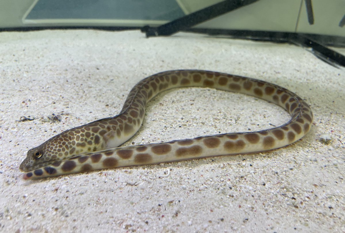 echiaqua's tweet photo. 2025年は巳(ヘビ)年です！
そのため、当館ではウミヘビの仲間を集めた特別展を開催いたします✨
開催は12/26(木)～1/13(月)までの期間となっています！
ぜひ足を運んでみてください！
皆様のご来館心よりお待ちしております！
#越前松島水族館
#水族館 
#松島水族館
#福井 https://t.co/0uOp7J8YcK