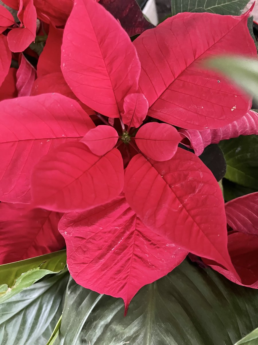 marchellehendri's tweet image. #ForEveryChild  #ForEveryOne  #Everywhere #Love #Peace 
#Christmas 🙏🏽❤️🕊️