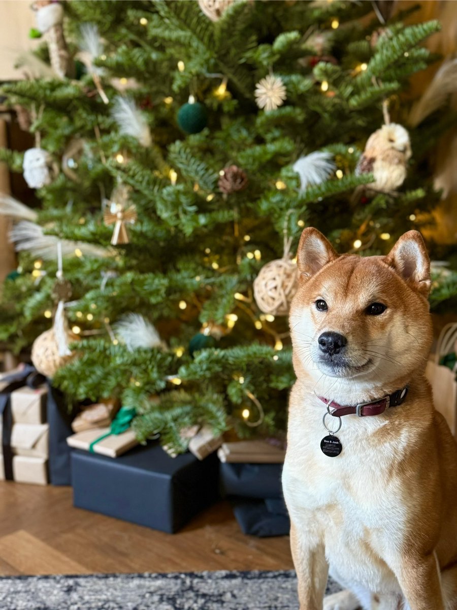 Merry Christmas from the gays and their dog 🎄