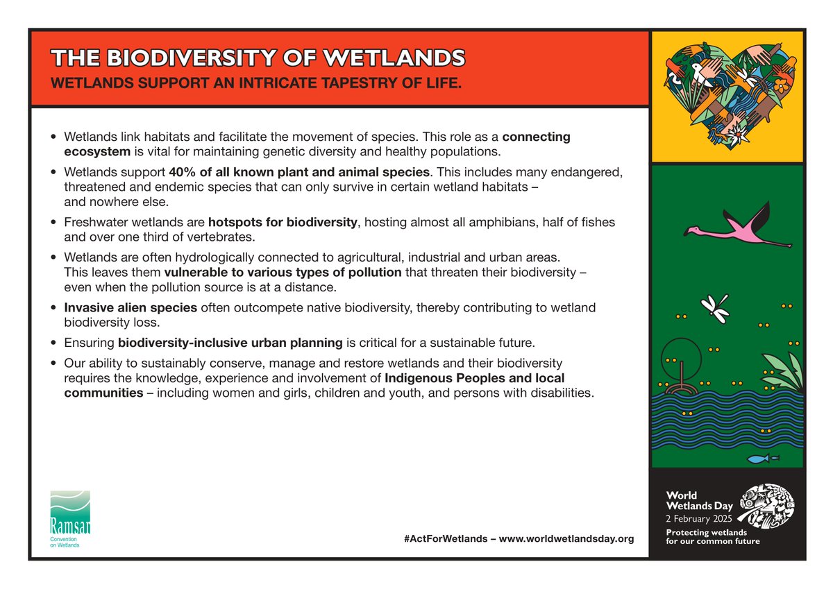 RamsarConv's tweet image. Wetlands link mountains to oceans, span national borders, connect different habitats and facilitate the movement of species. 

They’re vital for maintaining genetic diversity and healthy populations. 

worldwetlandsday.org

#WetlandsWednesday